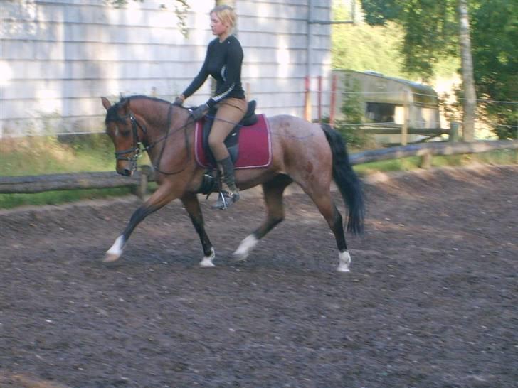 Tysk Sportspony Findus - SOLGT:( - Maria rider Findus - lækker trav billede 5