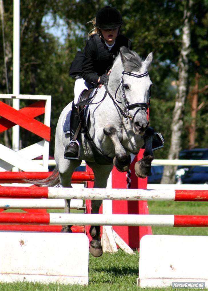 Anden særlig race PRIK. - Distriktmesterskaberne for hold 2008 - La i SIR. jegelskerdig. billede 5