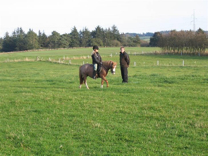 Welsh Mountain (sec A) Mon ami Adda #SOLGT# <33 - Er igang med tilridning billede 2