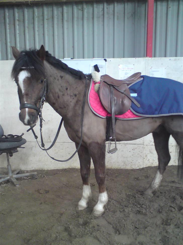 Appaloosa Bandana Joe *Byttet;/* - 3) <3 Du er og forbliver smuk! Foto: Mig billede 3