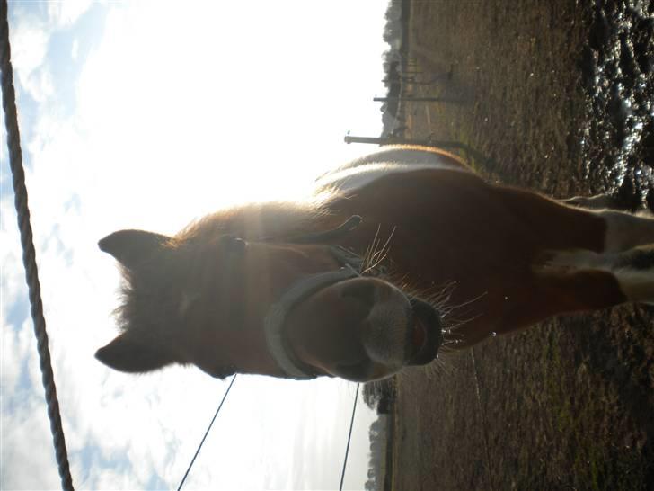 Shetlænder victor - haha smager vandet godt  billede 2