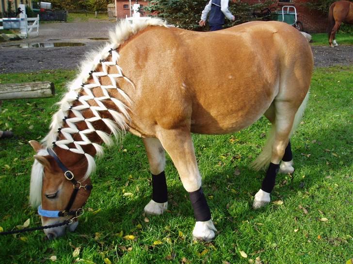 Haflinger Mikado - Ah.. GRÆS :) billede 7