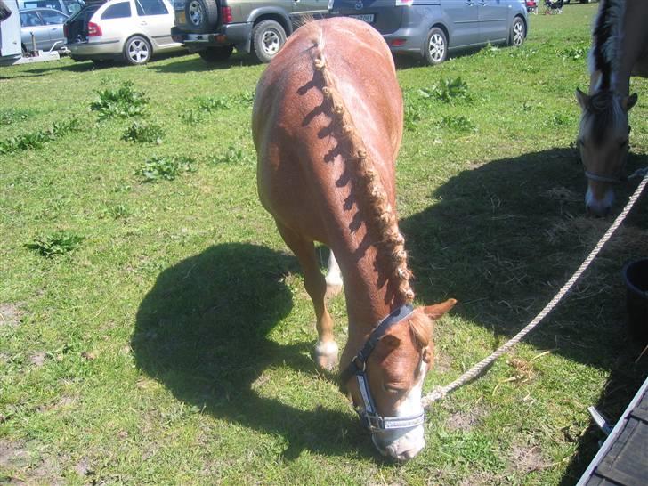 Welsh Mountain (sec A) Mon ami Adda #SOLGT# <33 - #NYT# til stævne i Jetsmark billede 4