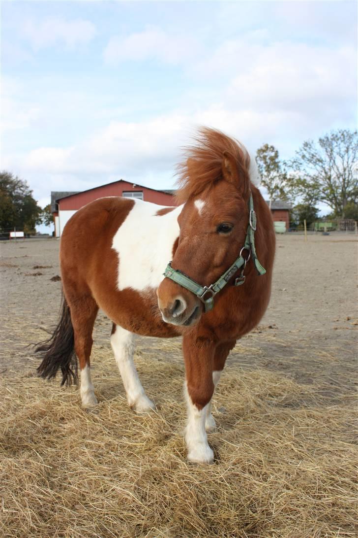 Shetlænder victor - victor der kigger billede 3