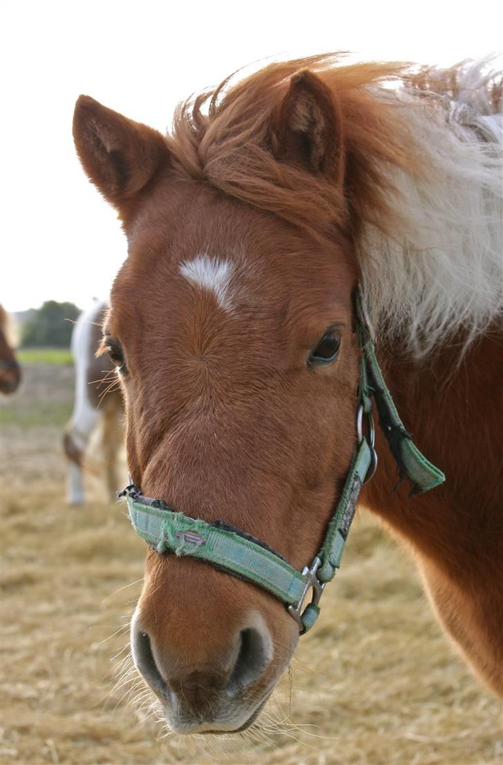 Shetlænder victor - victor med ørene framme billede 4