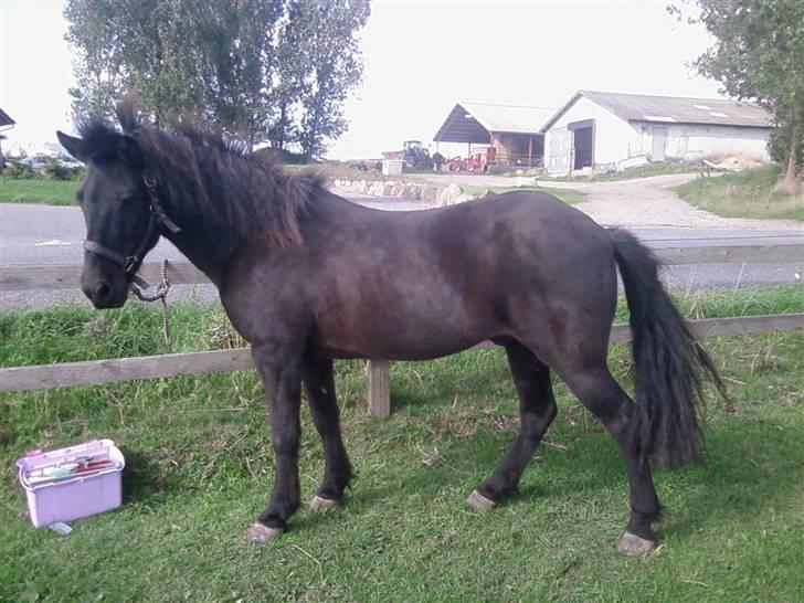 Islænder Sliepnir<3 R.I.P :'( - Wow Han er smuk  Foto:Annika billede 7