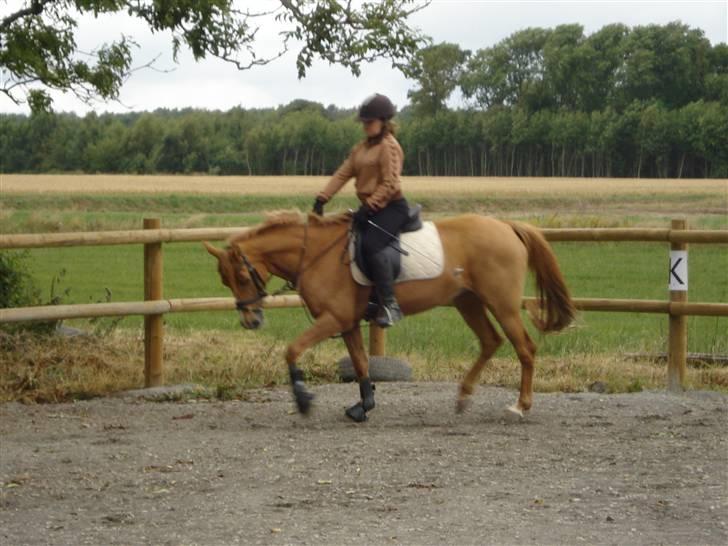 Anden særlig race Ilona billede 7