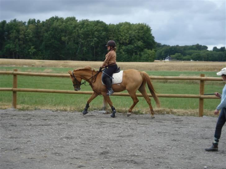 Anden særlig race Ilona billede 8