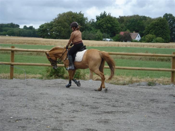 Anden særlig race Ilona billede 9