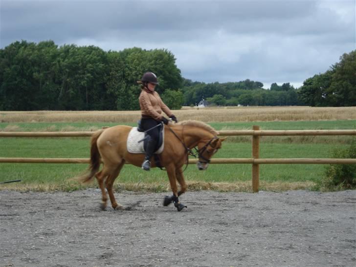 Anden særlig race Ilona billede 10