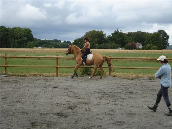 Anden særlig race Ilona billede 11