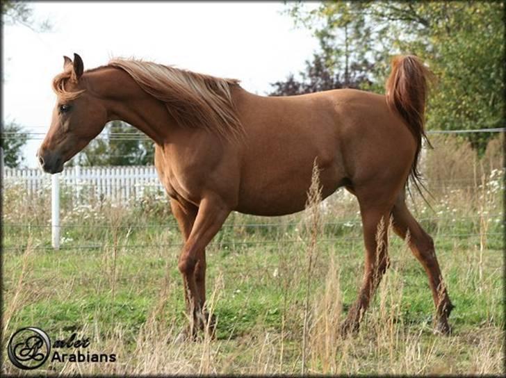 Arabisk fuldblod (OX) Ma-Ajmala - SOLGT billede 3