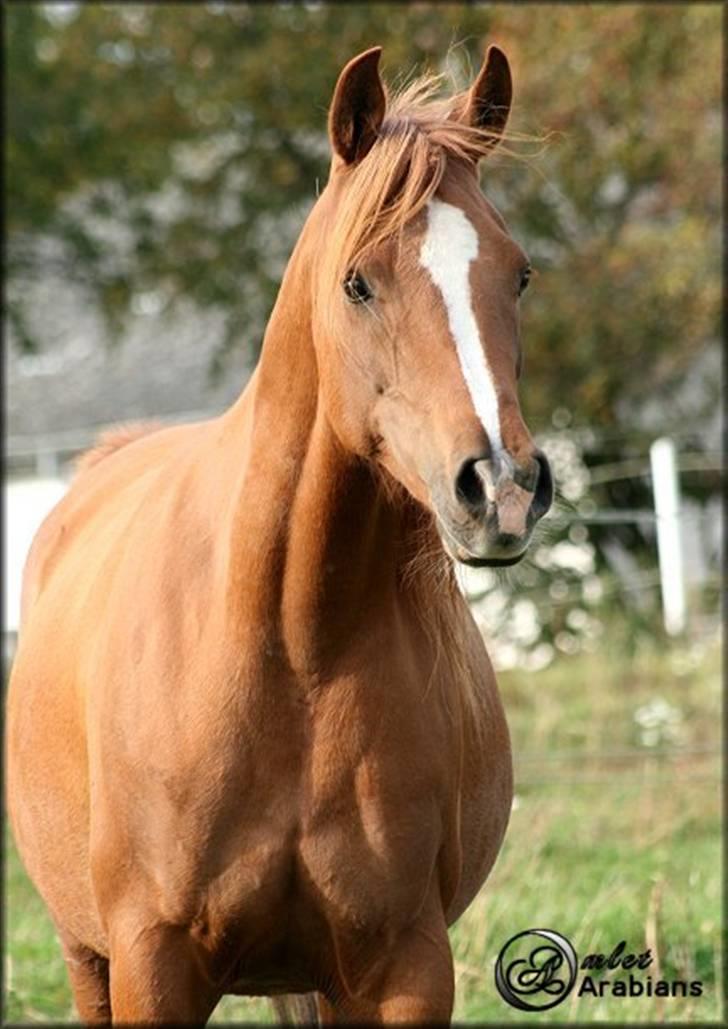 Arabisk fuldblod (OX) Ma-Ajmala - SOLGT billede 6
