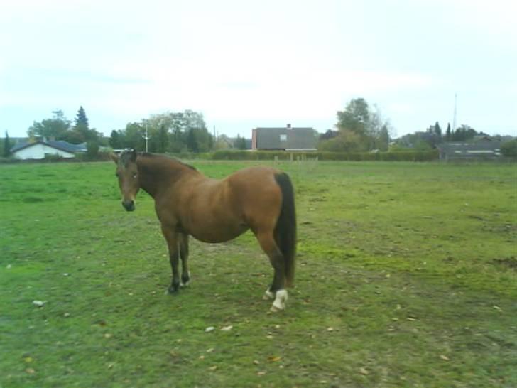 Anden særlig race Djanna - Snakker du til mig? billede 2