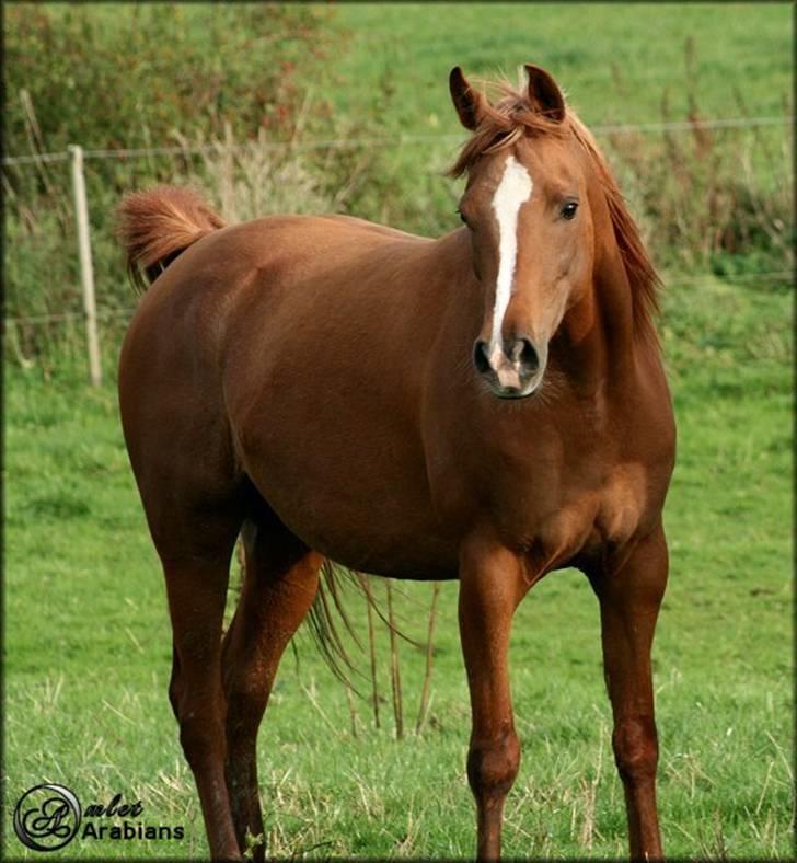 Arabisk fuldblod (OX) Ma-Ajmala - SOLGT billede 7