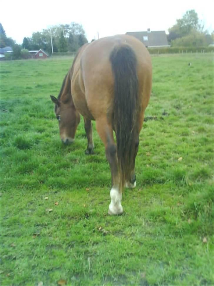 Anden særlig race Djanna - Heeh<3 billede 3