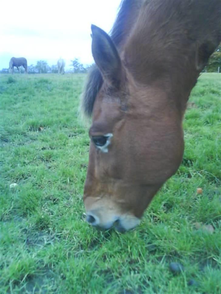 Anden særlig race Djanna - Nam, lækkert græs xD billede 4