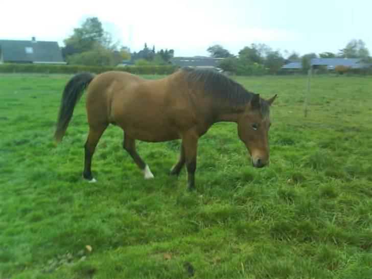 Anden særlig race Djanna - Højt løftet hale? Du er ikke ligefrem en araber ;) billede 5