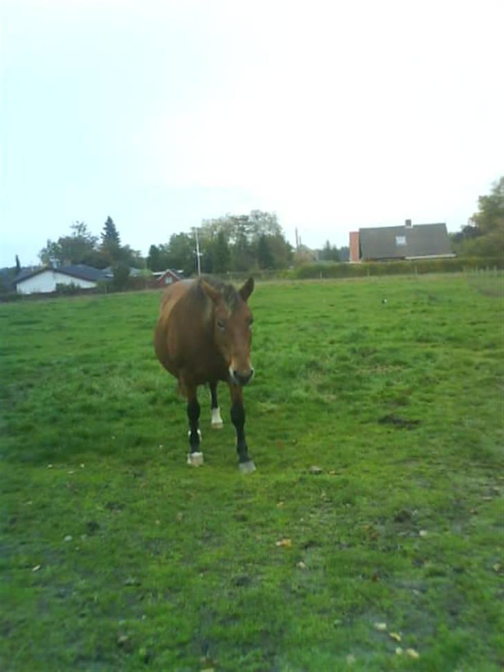 Anden særlig race Djanna - Altså ! Jeg gider ikke alle de billeder !  billede 6