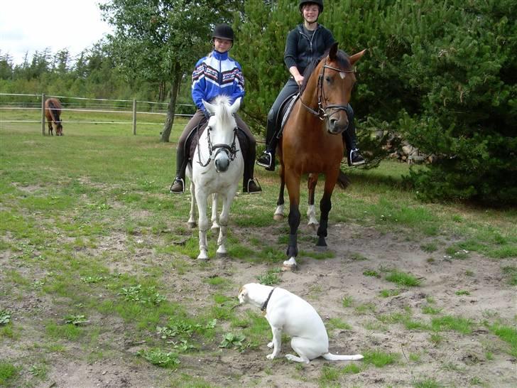 Anden særlig race Poldehøjs Dina <3 - Min søster og hendes hest Max og Dina og Mig og vores hund Karlo :) 2008 billede 12