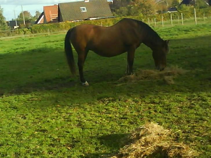 Anden særlig race Djanna - Jeg elsker MIT wrap-hø. billede 7