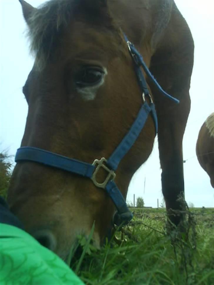 Anden særlig race Djanna - BØH!! billede 8