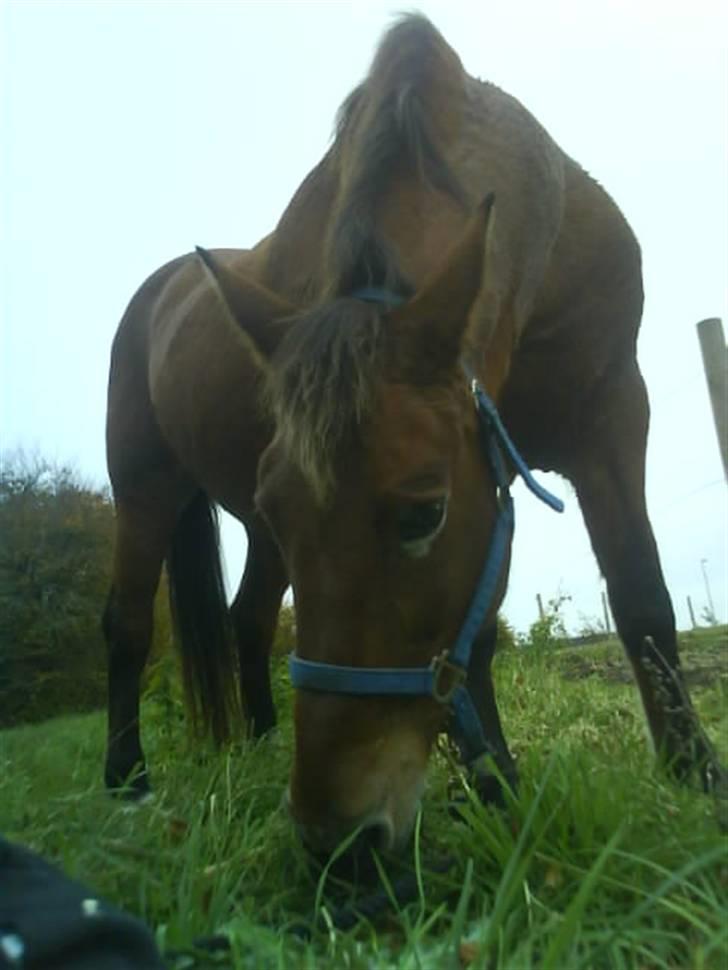 Anden særlig race Djanna billede 9