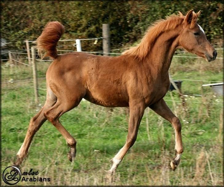 Arabisk fuldblod (OX) Al Aliyyah - SOLGT - Oktober 2008 billede 11