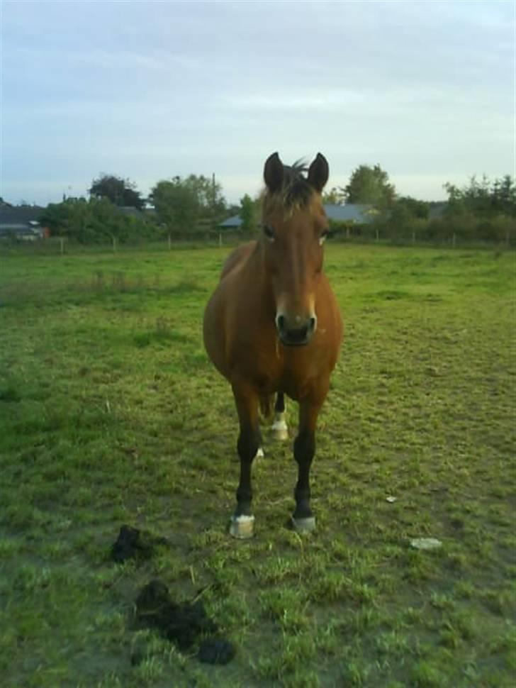 Anden særlig race Djanna - Nuurh Mulddyr :)<3 billede 10