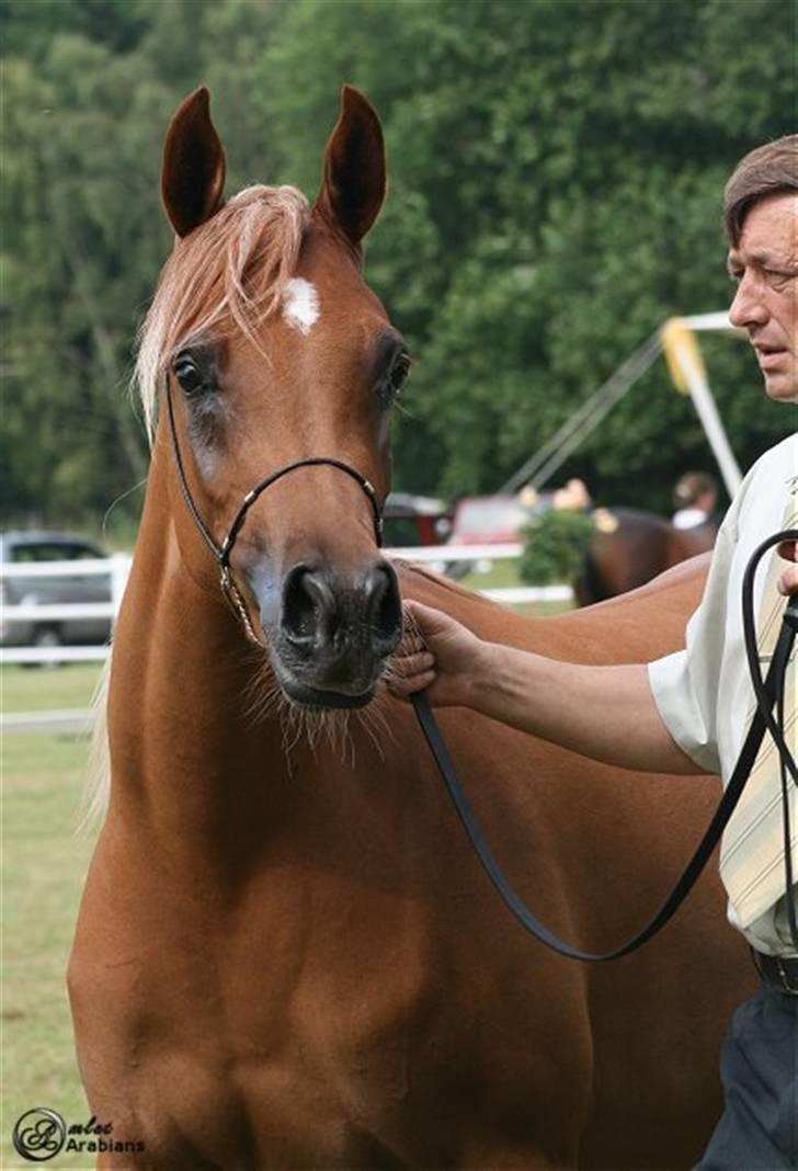 Arabisk fuldblod (OX) Al Lateefah - SOLGT - Blommeröd - Sverige 2009 - 86 Point billede 14