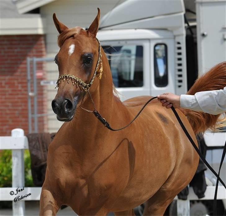 Arabisk fuldblod (OX) Al Lateefah - SOLGT - Middelfart - 2009 - 87.33 Point billede 15