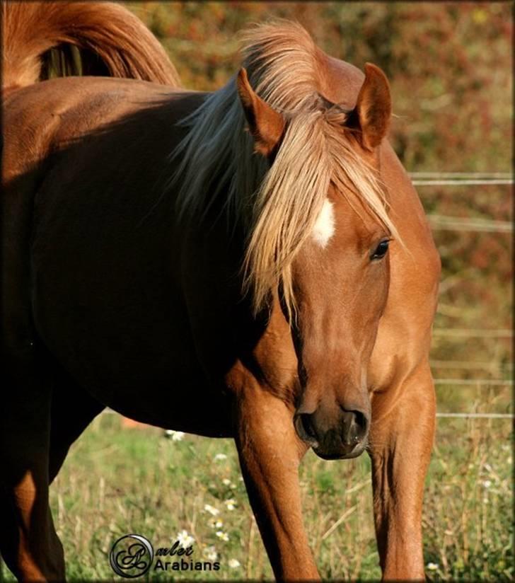 Arabisk fuldblod (OX) Al Lateefah - SOLGT billede 16