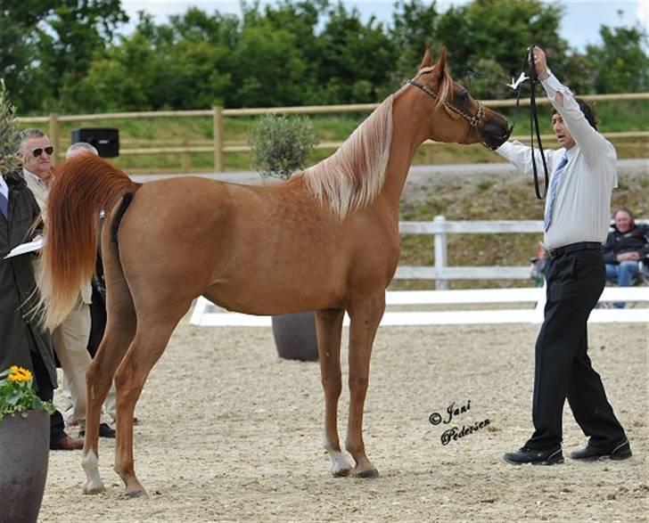 Arabisk fuldblod (OX) Al Lateefah - SOLGT - Middelfart - 2009 - 87.33 Point billede 17