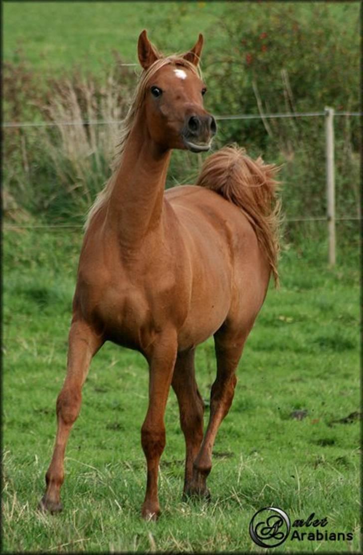 Arabisk fuldblod (OX) Al Lateefah - SOLGT billede 18