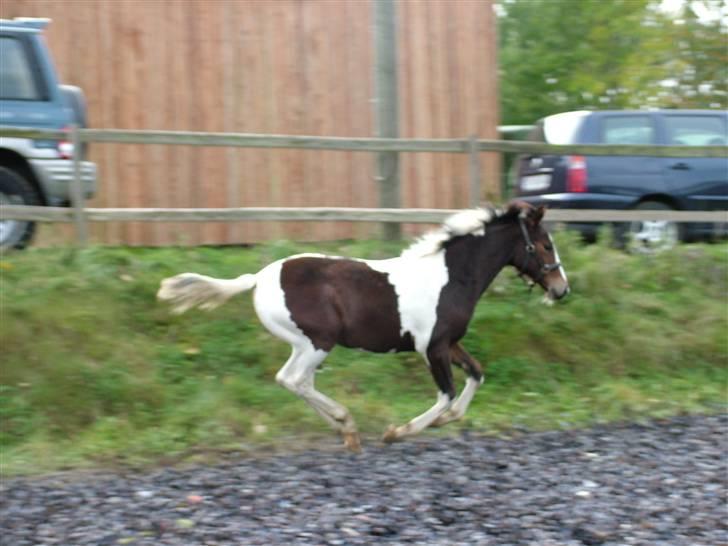 Anden særlig race Sunshine  - Se jeg kan også løbe hurtigt!!!<3 billede 2