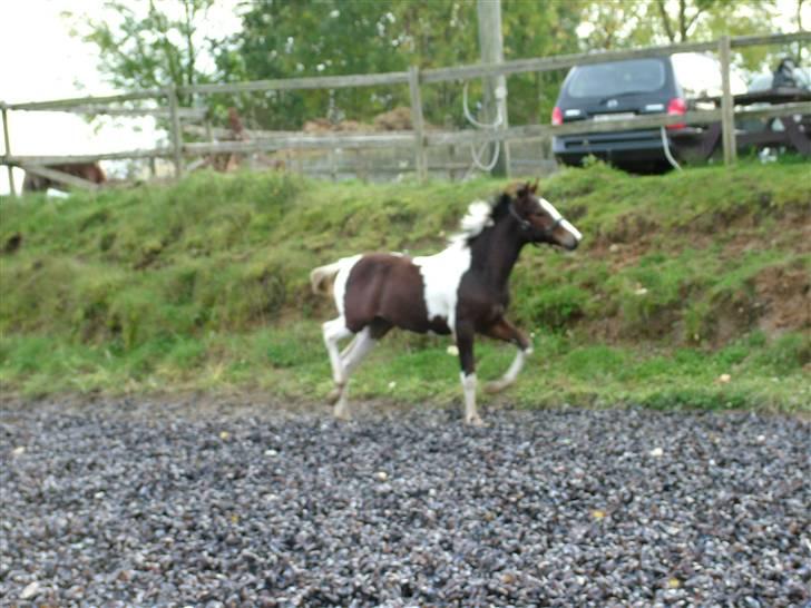 Anden særlig race Sunshine  - Er jeg ikke sød!?<3 billede 3