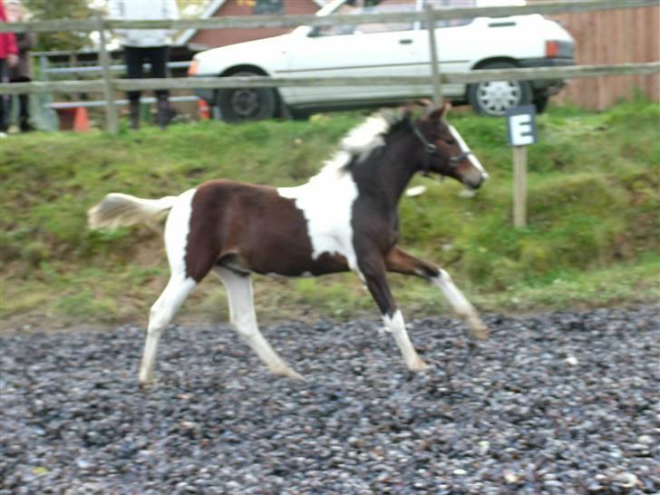 Anden særlig race Sunshine  - Haha hvor har jeg det sjovt!?<3 billede 4