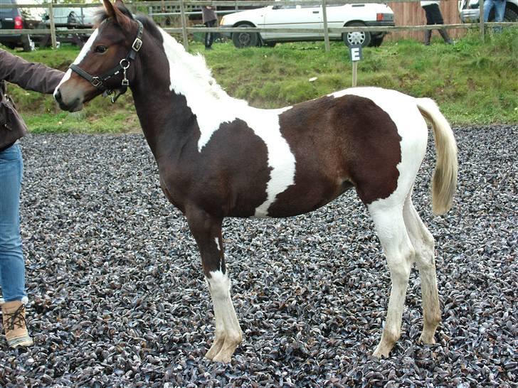 Anden særlig race Sunshine  - Er jeg ike fotogen?!<3 billede 5