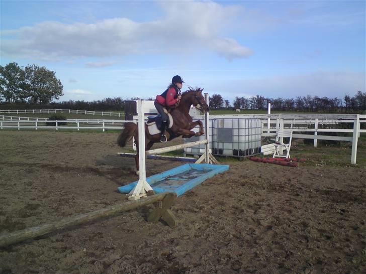 Welsh Pony af Cob-type (sec C) Ysselvliedts Gipsy Boy billede 10