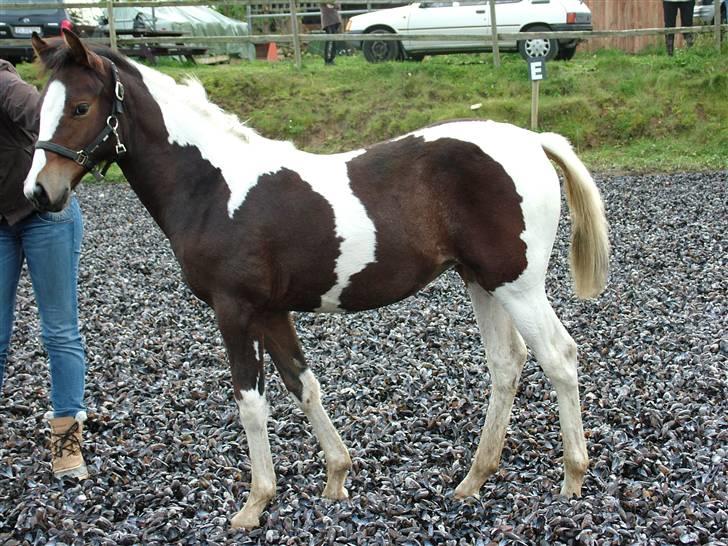 Anden særlig race Sunshine  - Jeg er så smuk!?<3 billede 6