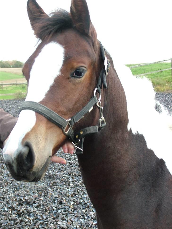 Anden særlig race Sunshine  - Jeg er også smuk tæt på!?<3 billede 7