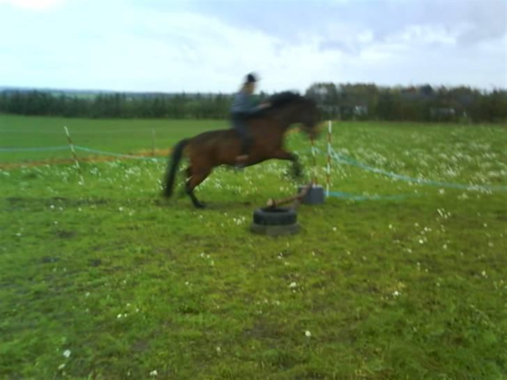 Anden særlig race Jobbe - Første gang han springer med rytter. Undskyld kvaliteten, men det er mig og Jobbe der springer. Fotograf: Rikke billede 15