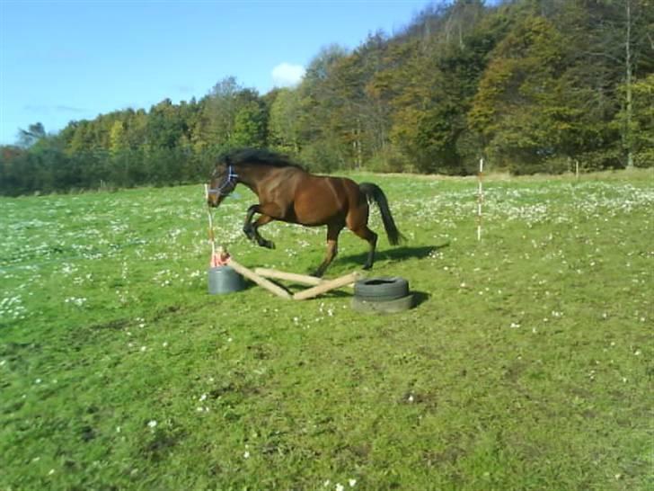 Anden særlig race Jobbe - Løsspringning. Fotograf: Rikke billede 16