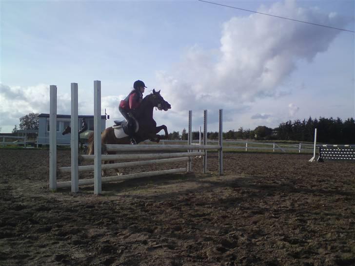 Welsh Pony af Cob-type (sec C) Ysselvliedts Gipsy Boy billede 11