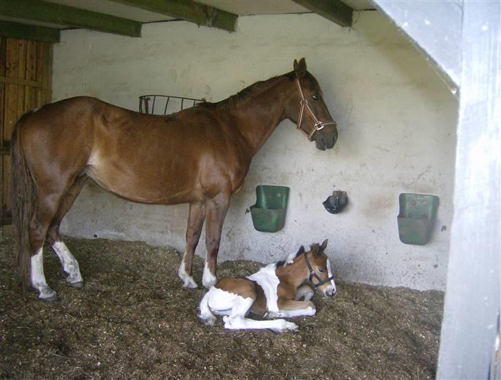 Anden særlig race Sunshine  - MIn første dag uden for stalden!?<3 billede 8