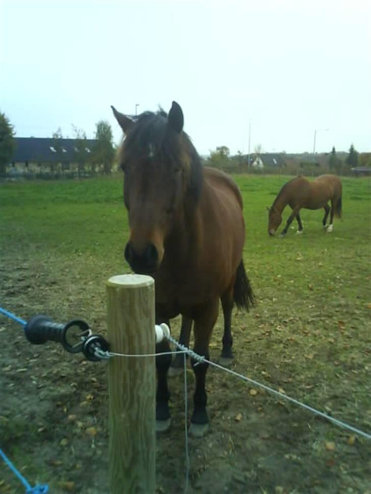 Anden særlig race Jobbe - Jobber står og hænger ved hegnet BD. . Fotograf: Mig billede 17