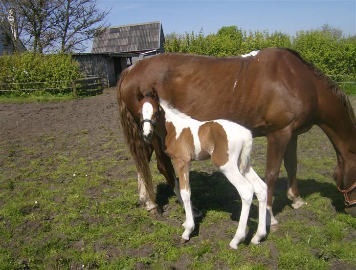 Anden særlig race Sunshine  - Skal jeg nu fotograferes igen!!!<3 billede 9