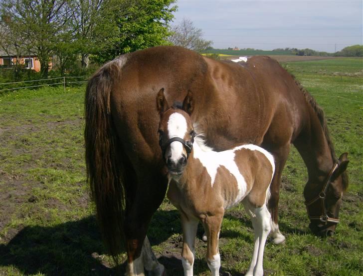 Anden særlig race Sunshine  - Er jeg ikke lækker?!<3 billede 10
