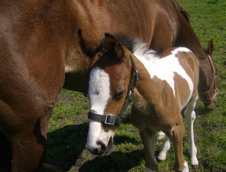 Anden særlig race Sunshine  - Nu gider jeg ikke mere,jeg vil nyde det gode vjer!?<3 billede 11