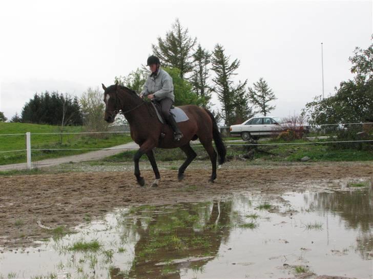 Dansk Varmblod Tanje billede 10